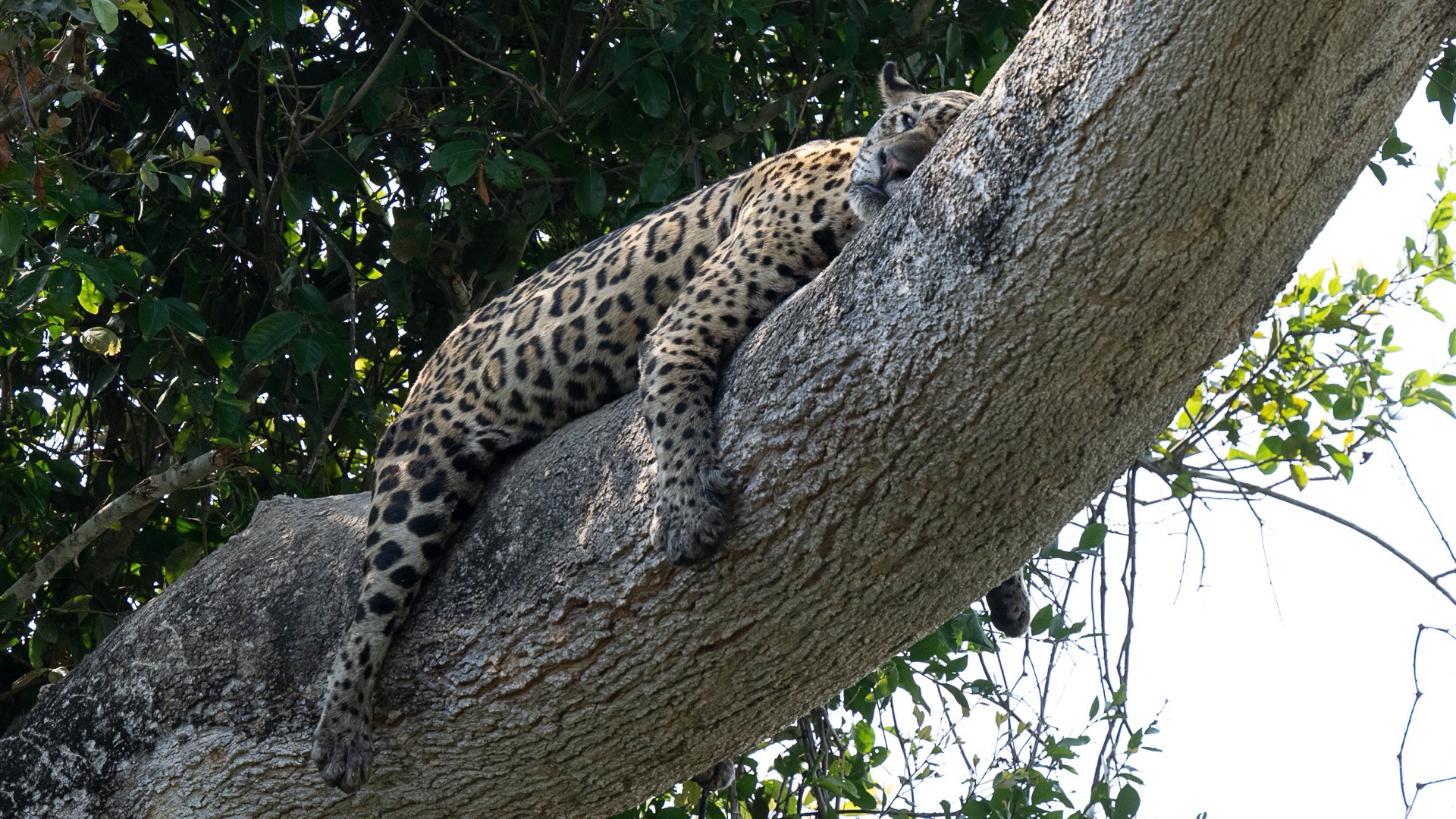 jaguar mother with cubs Panthera onca