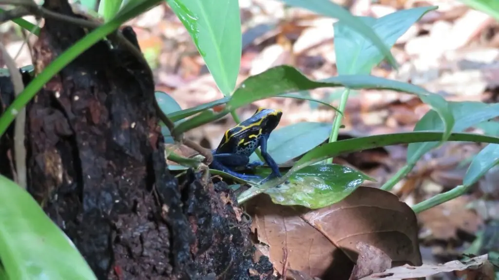 blue dyeing poison dart frog Dendrobates tinctorius azureus morph