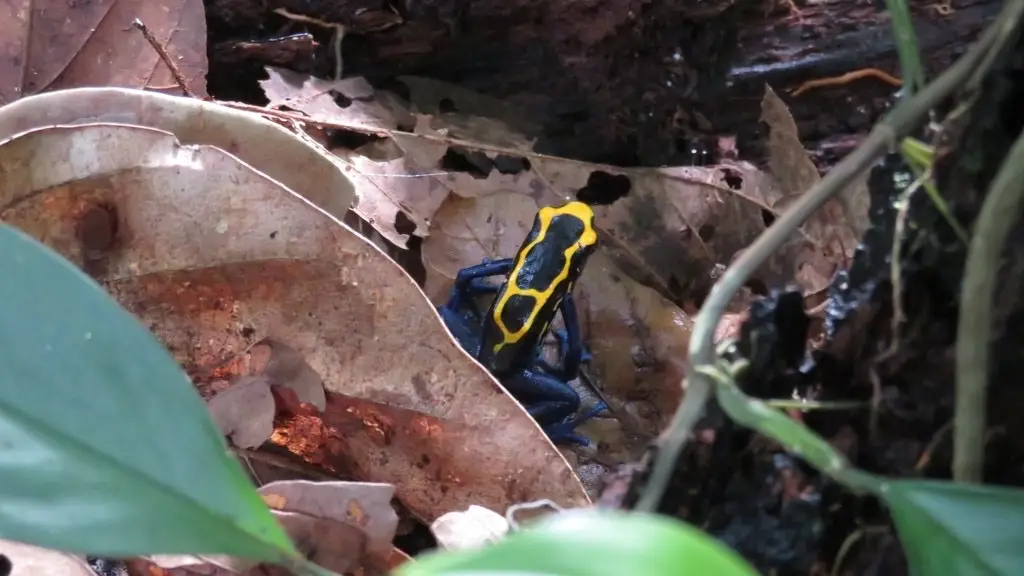 dyeing poison dart frog Dendrobates tinctorius yellow black body blue legs