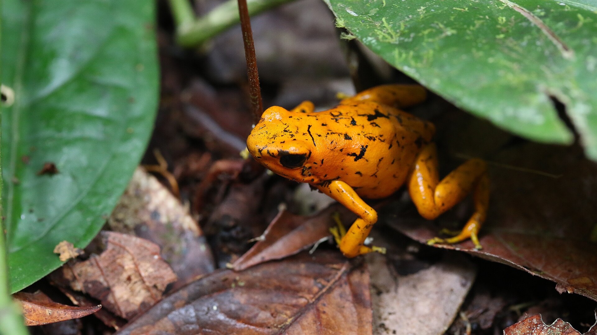 Oophaga sylvatica – Weißfuß-Pfeilgiftfrosch