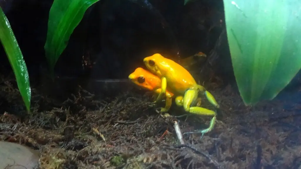 golden poison frog Phyllobates terribilis yellow morph