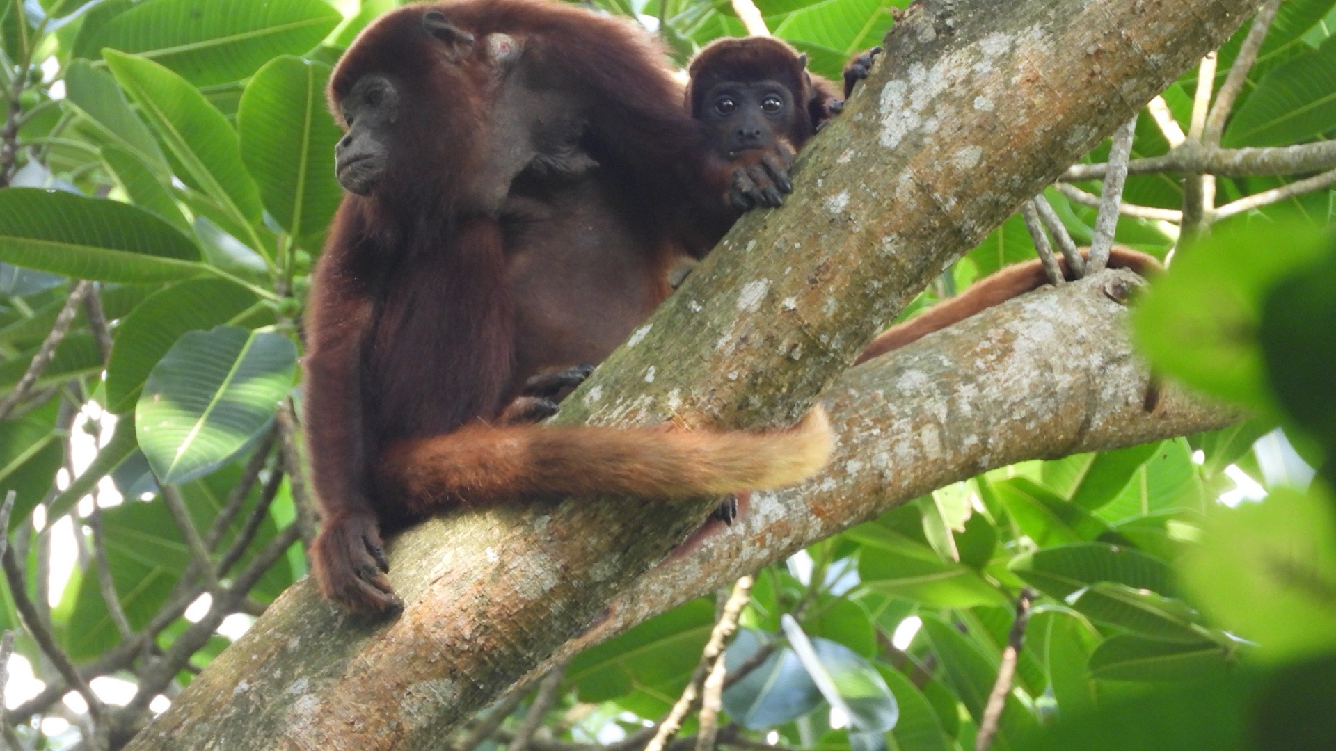 red howler monkey Alouatta seniculus in rainforest tree