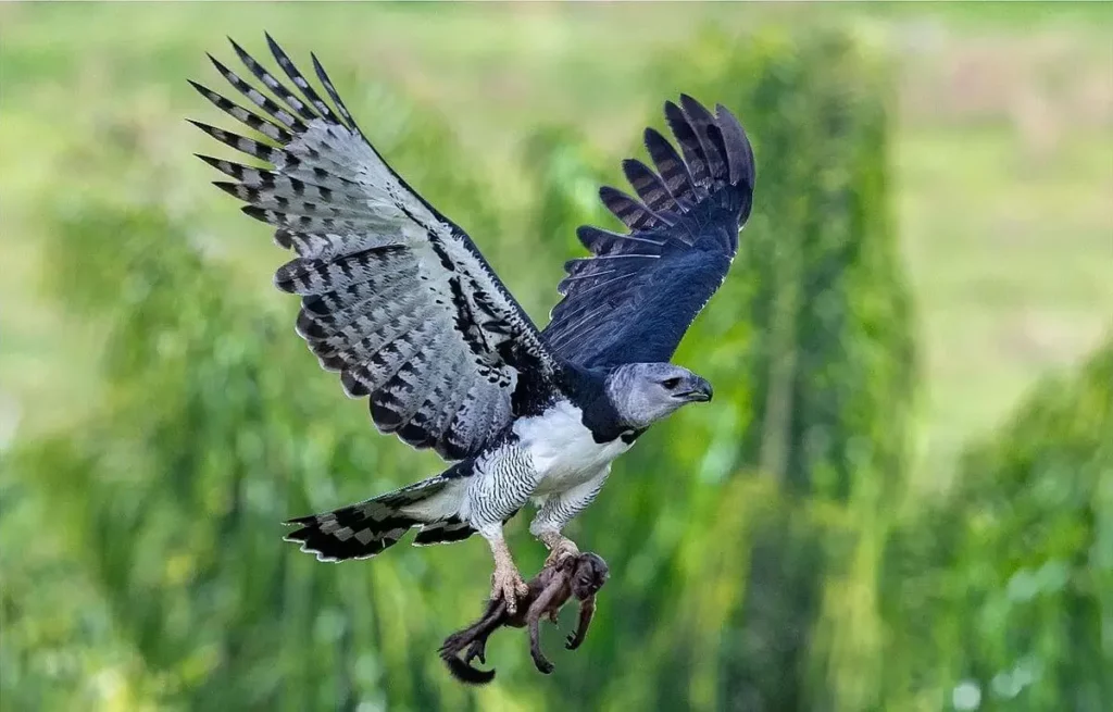 Harpyienadler