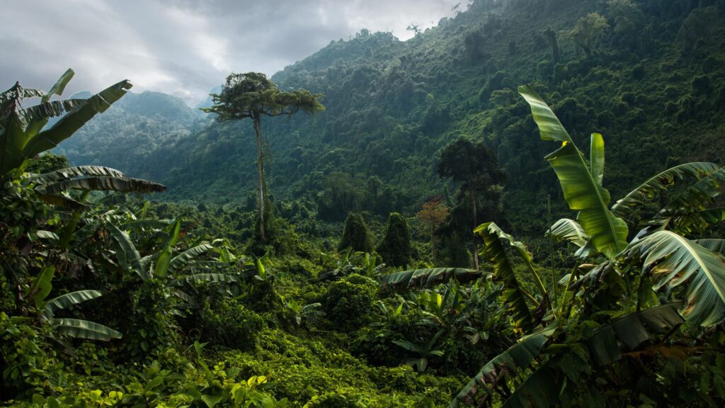 rainforest refugia