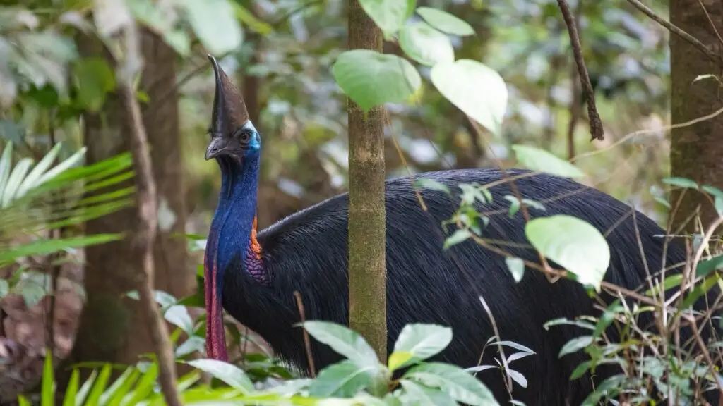 southern cassowary Casuarius casuarius in tropical rainforest