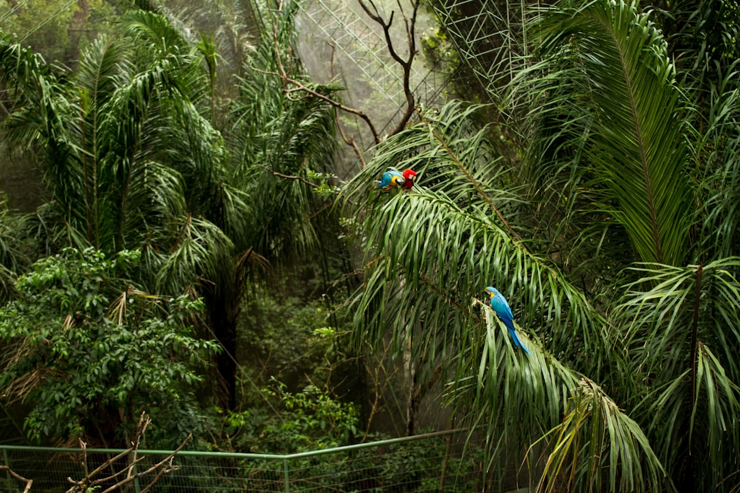 Two colorful macaws perched on palm fronds