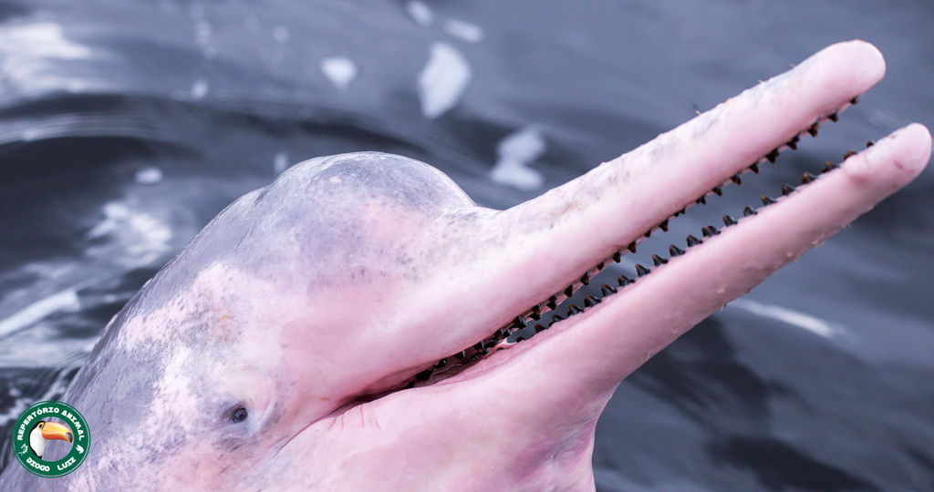 Amazonas-Flussdelfin