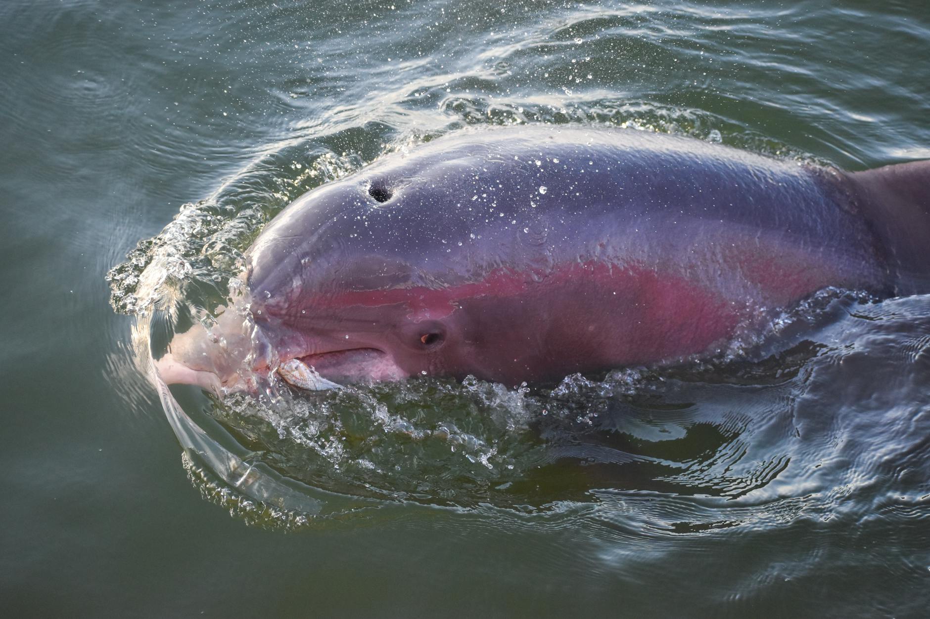 A vibrant Amazon River dolphin emerges from the water, showcasing its unique pink hue and smooth movement.