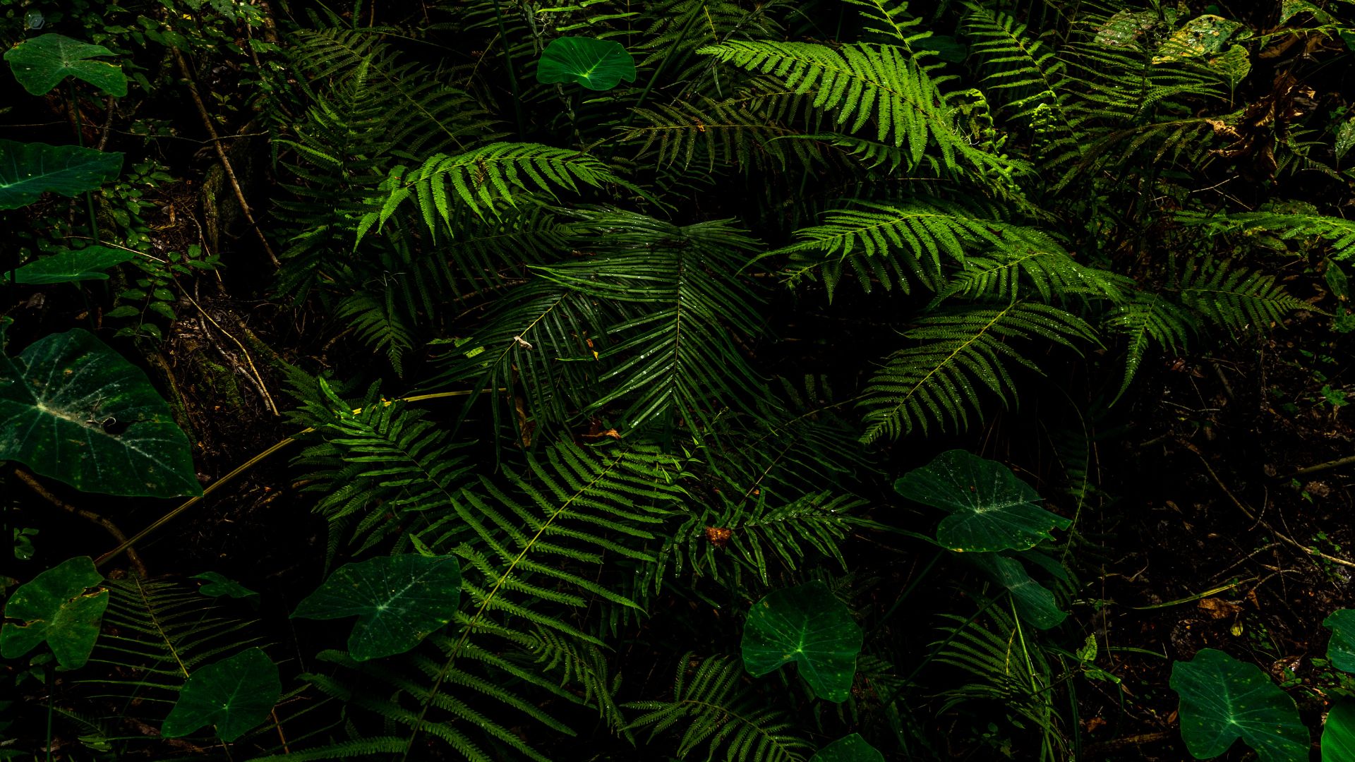 1 square meter of rainforest