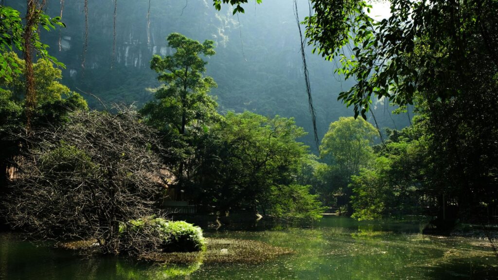 1 square meter of rainforest