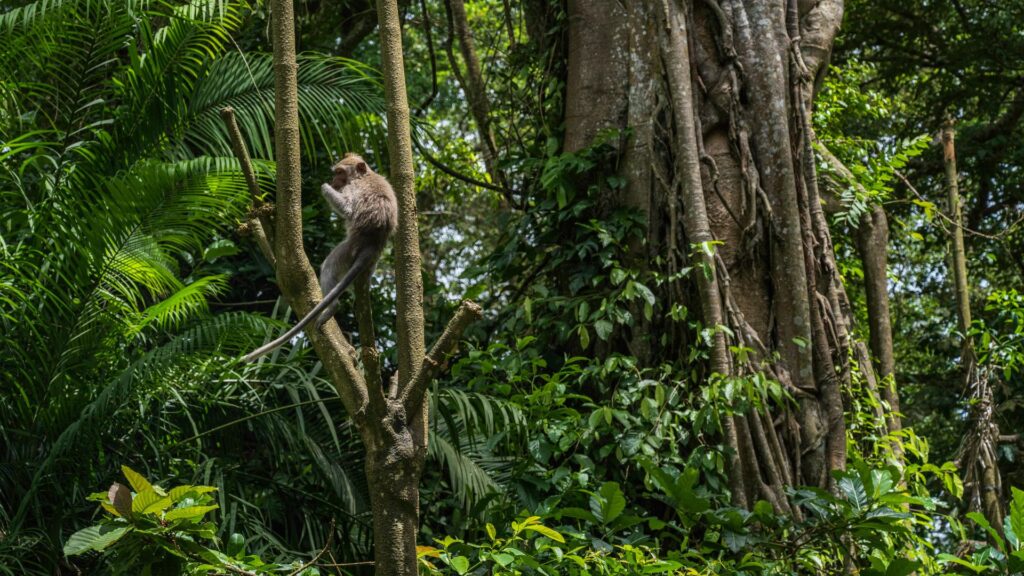 1 square meter of rainforest