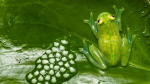 rainforest animals: transparent glass frog 
