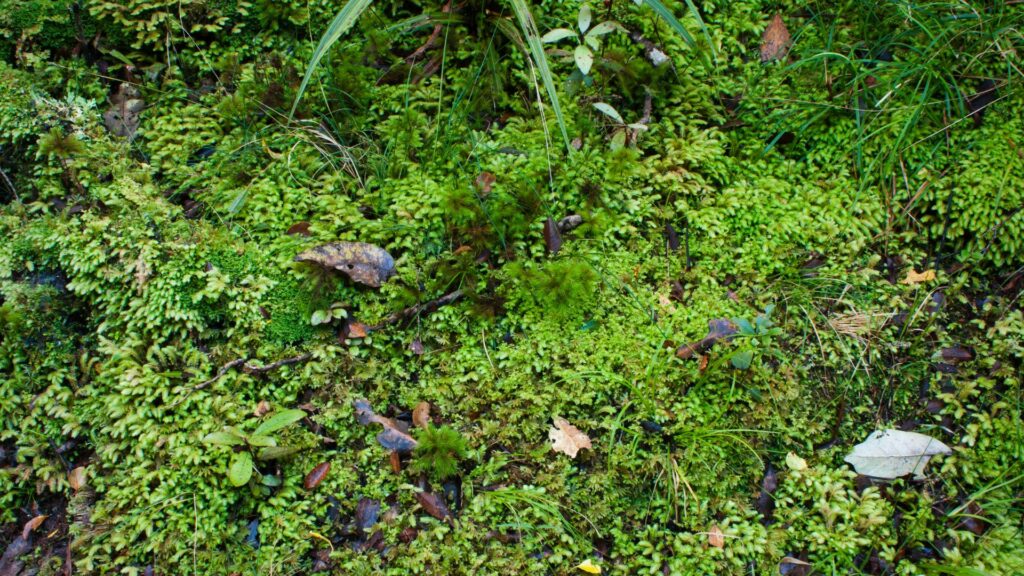 1 square meter of rainforest