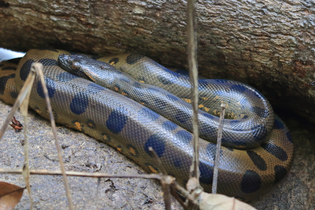 Green anaconda (Eunectes murinus) in Amazon rainforest habitat