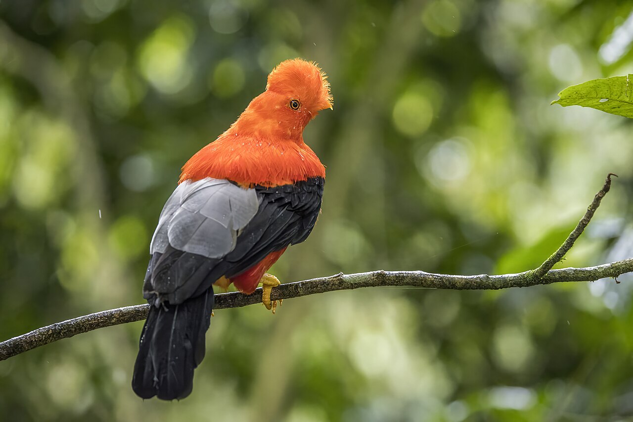 Andean cock-of-the-rock (Rupicola peruvianus sanguinolentus) male Antioquia 2