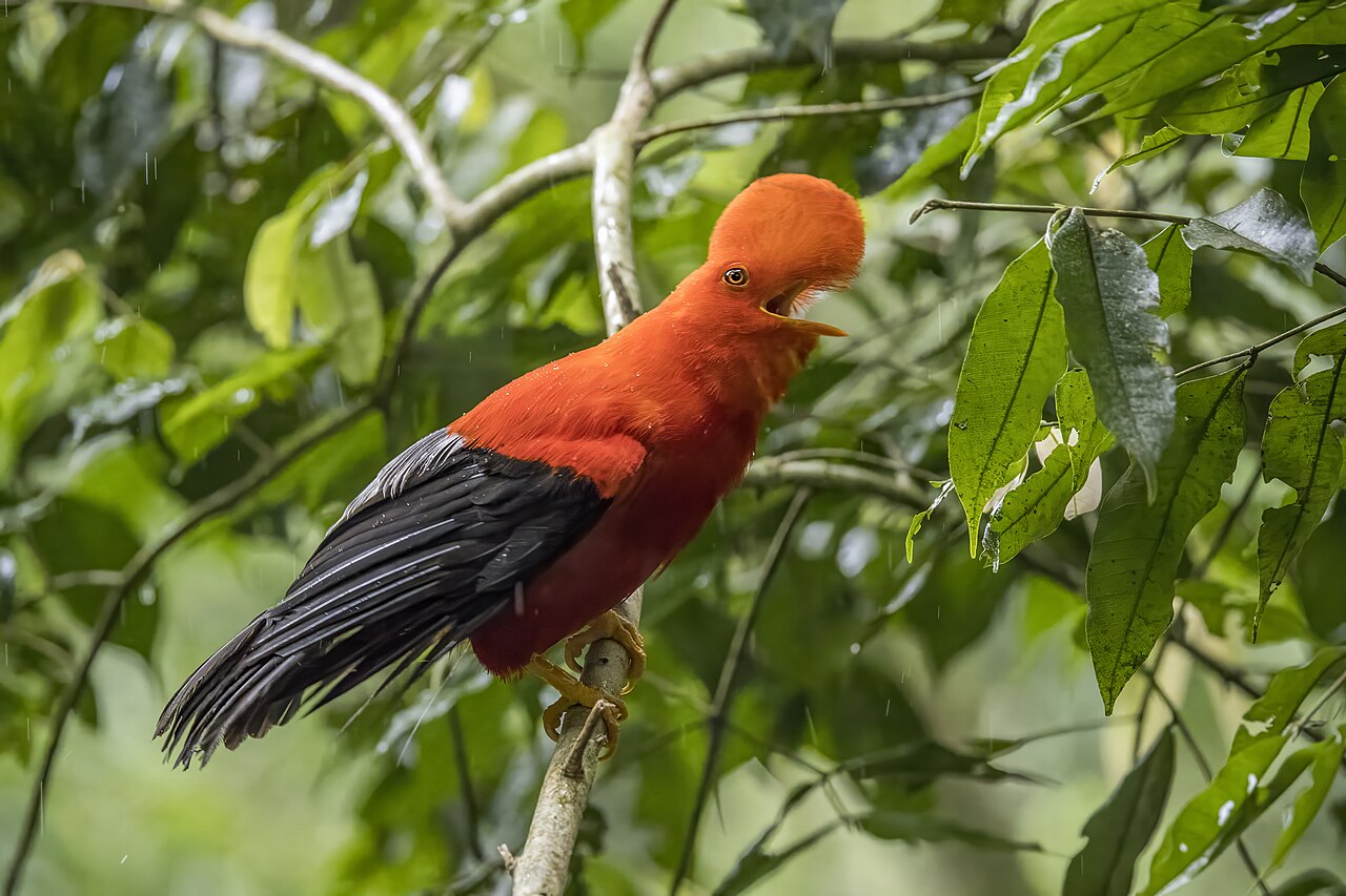 Andean cock-of-the-rock (Rupicola peruvianus sanguinolentus) male Antioquia 3