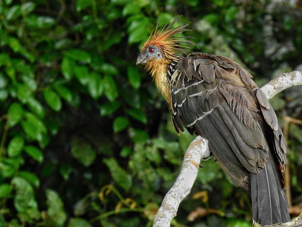 Hoatzin