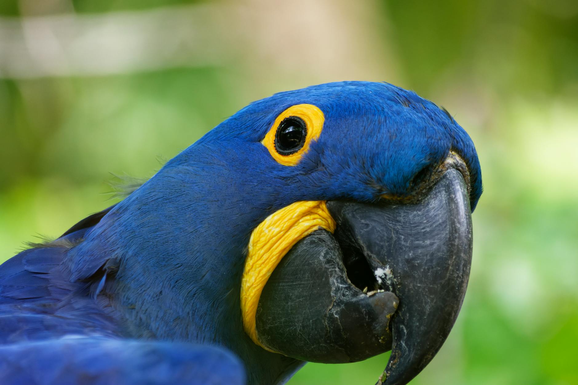 Vivid close-up of a Hyacinth Macaw parrot showcasing bright blue and yellow plumage.