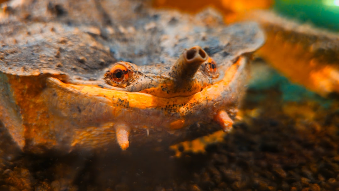 Close-up of a strange-looking toad with bulging eyes.