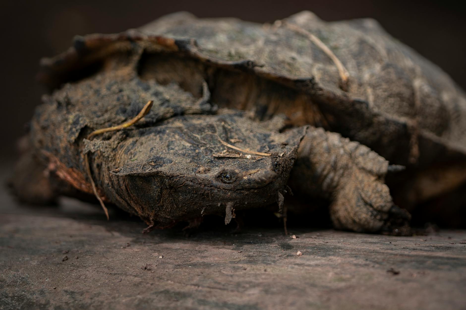 Mata Mata Turtle: The Leaf-Like Hunter of Amazon Waters - Fund the Planet