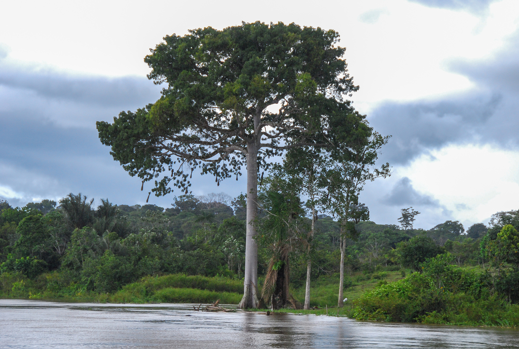 Kapok Tree