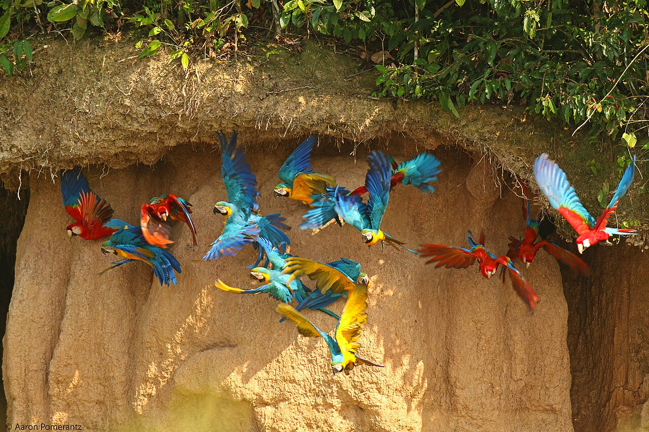 Scarlet Macaws Clay Lick (22305407513)