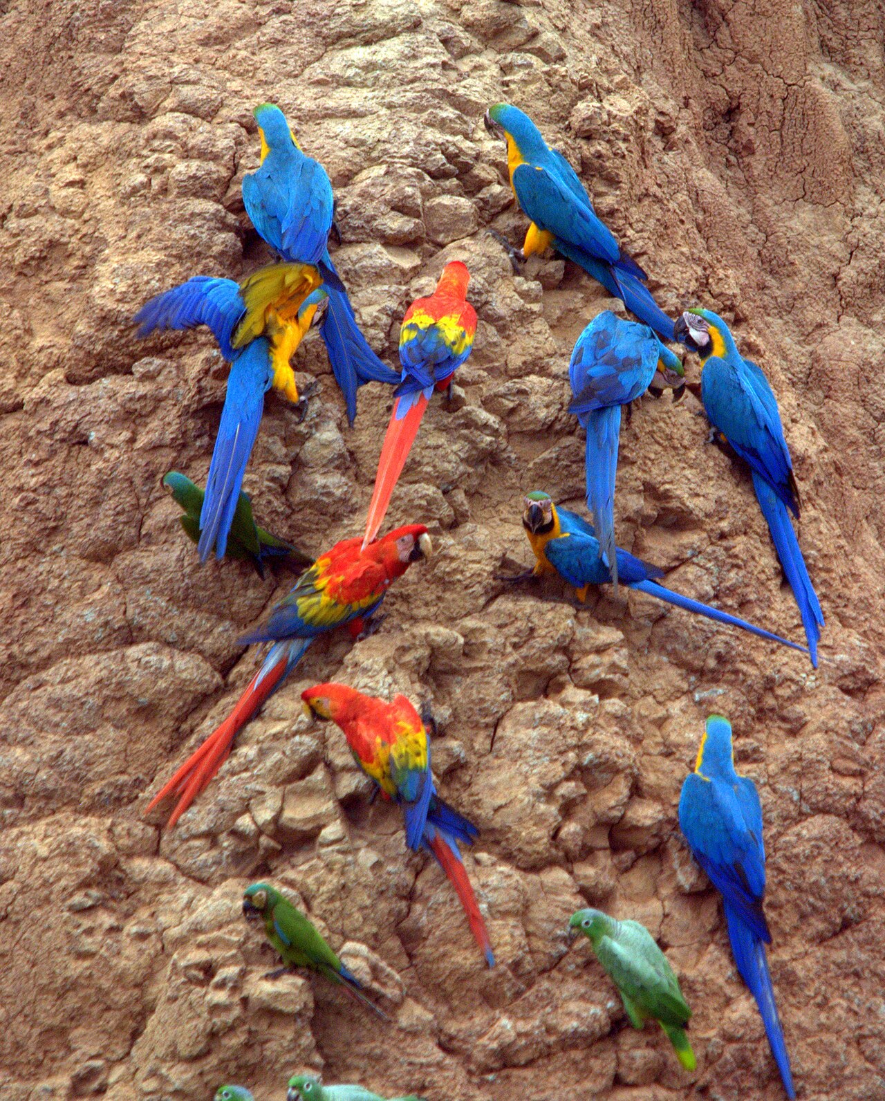 Scarlet Macaw Parrots at a clay lick -Tambopata National Reserve, Peru-8c