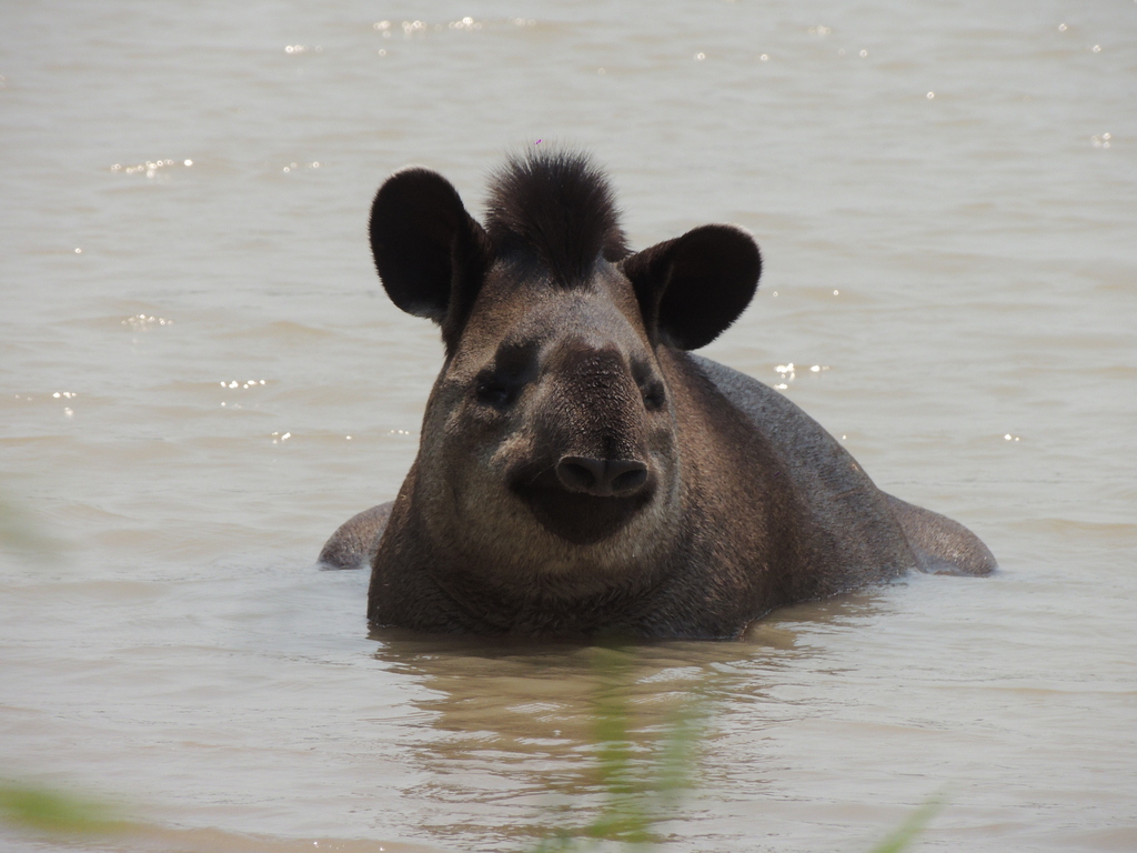 Tapirus terrestris -- Lo tuvimos a muy pocos metros gracias al viento en contra y al tremendo calor. Como lo envidiamos ahí metido en el agu