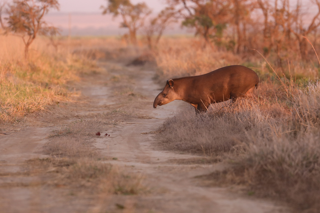 Tapirus terrestris - tapir
