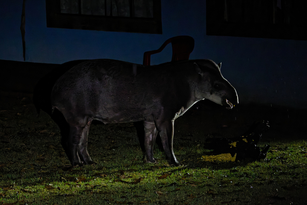 Tapirus terrestris