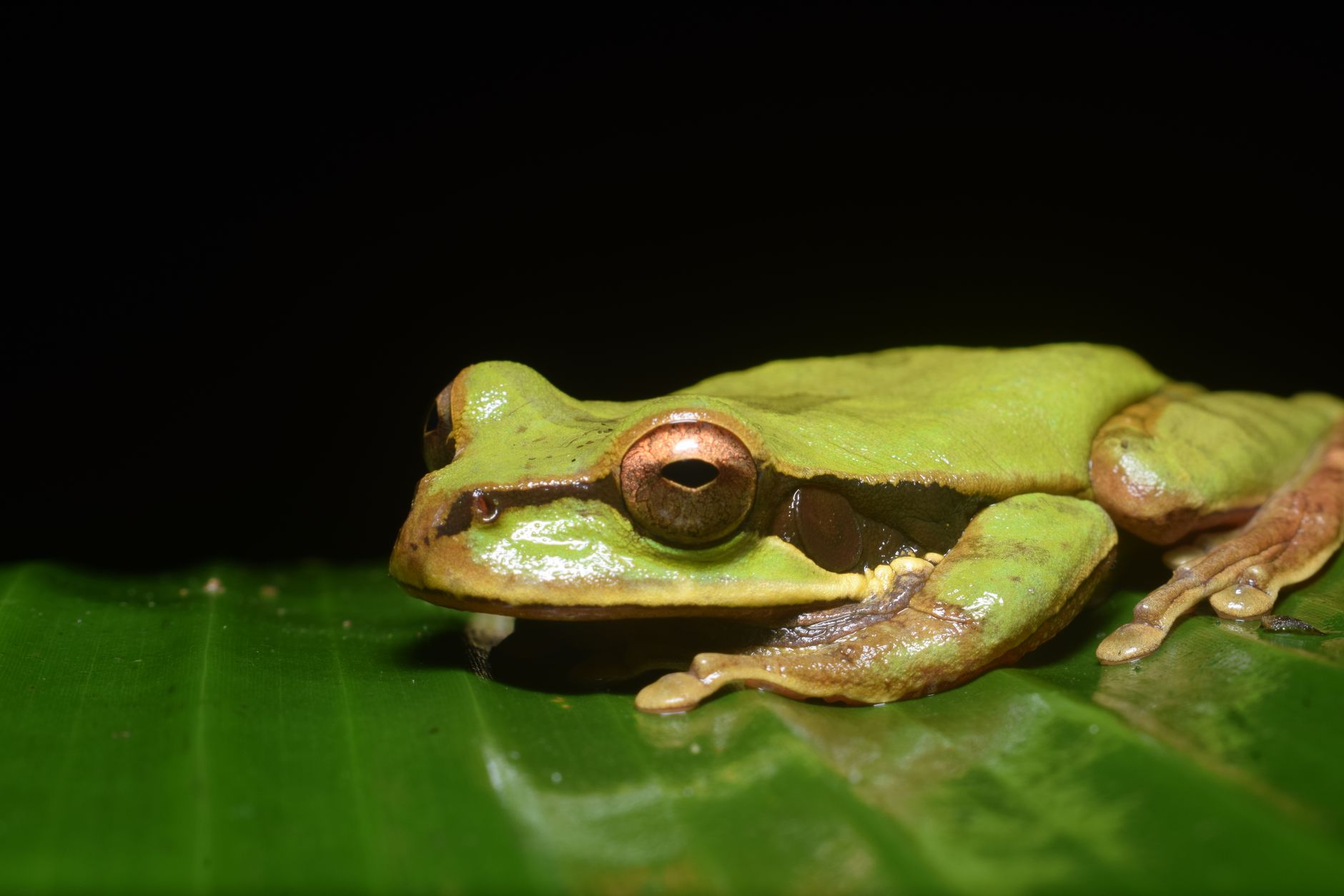 Detailed close-up of a Masked Tree Frog (Smilisca phaeota) on a green leaf in a dark setting, emphasizing its vibrant colors.