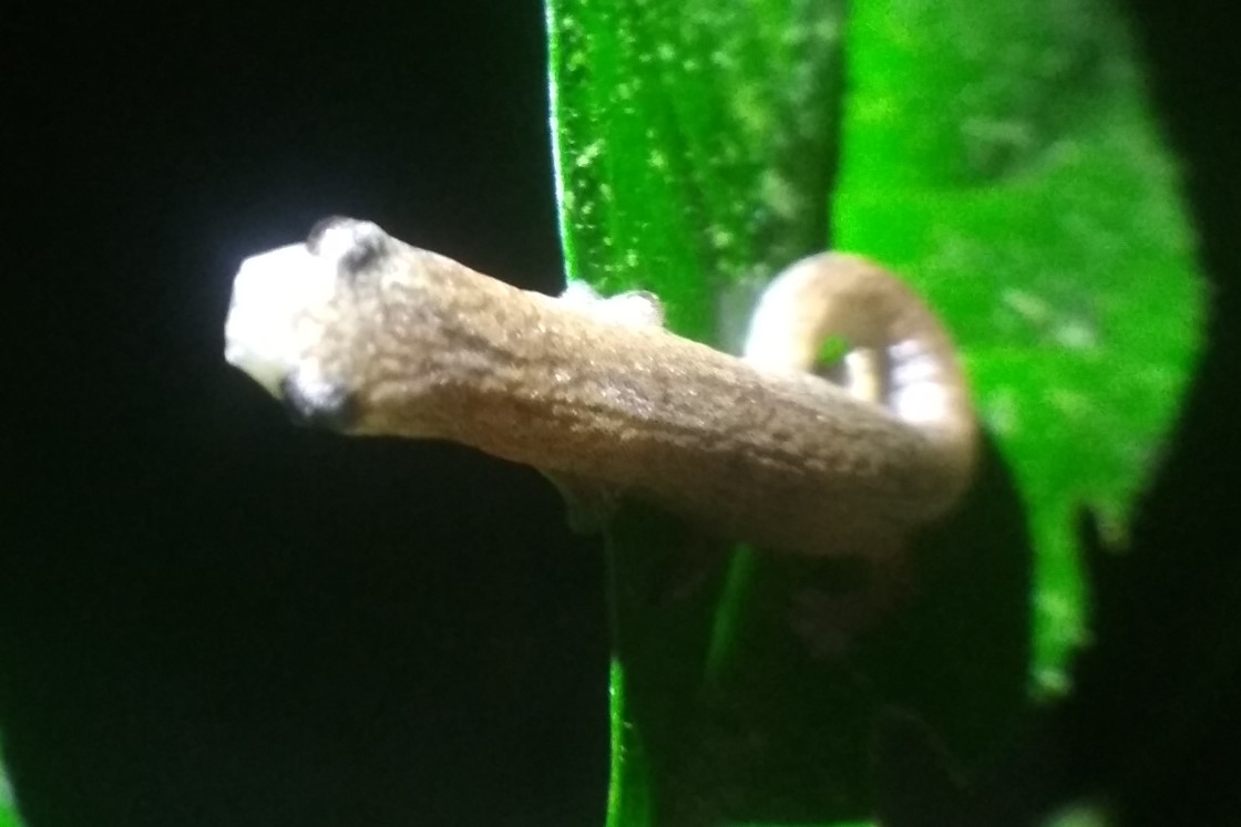 Bolitoglossa peruviana cropped