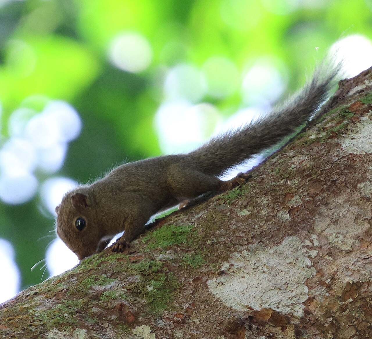 Sciurillus pusillus I new species
