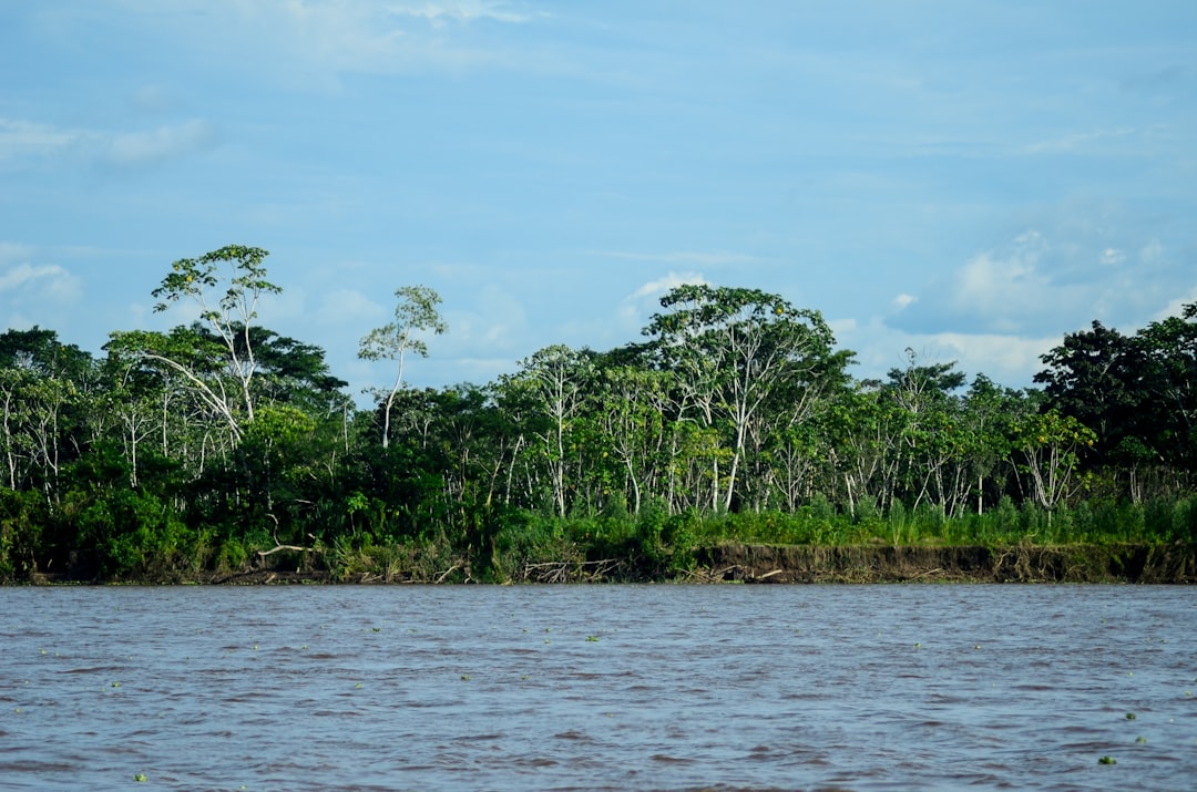 Lush green rainforest bordering a wide, calm river