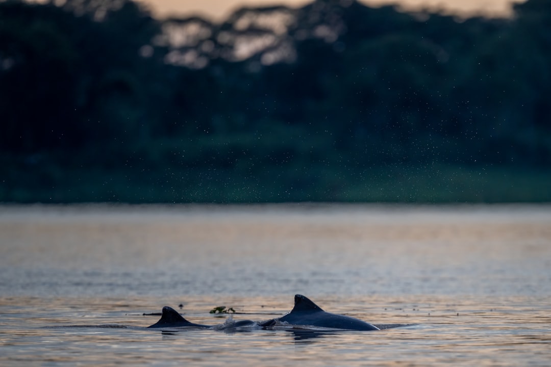 Two dolphins swimming in a calm river at dusk.