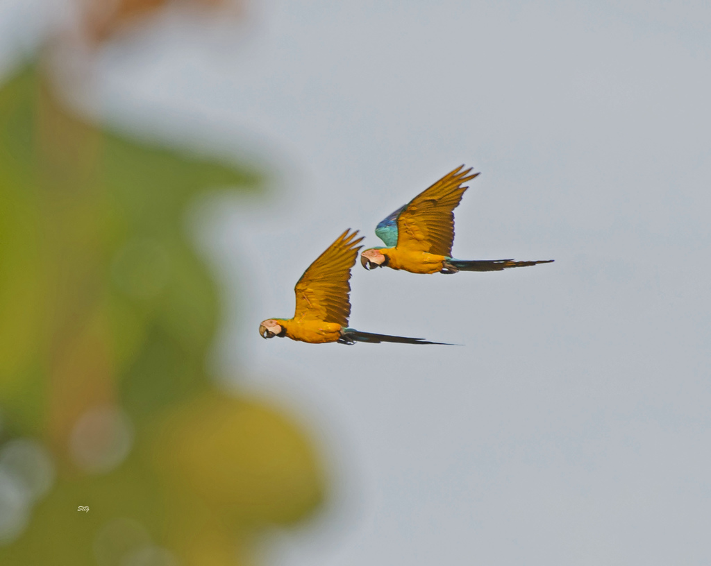 Ara ararauna -- Blue-and-yellow Macaw Ara ararauna in the Upper Amazon in Peru during flood season.