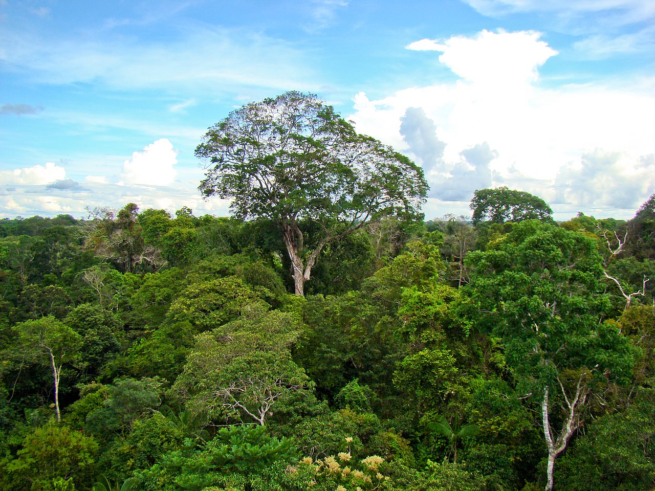 Brazil nut tree in the rainforest