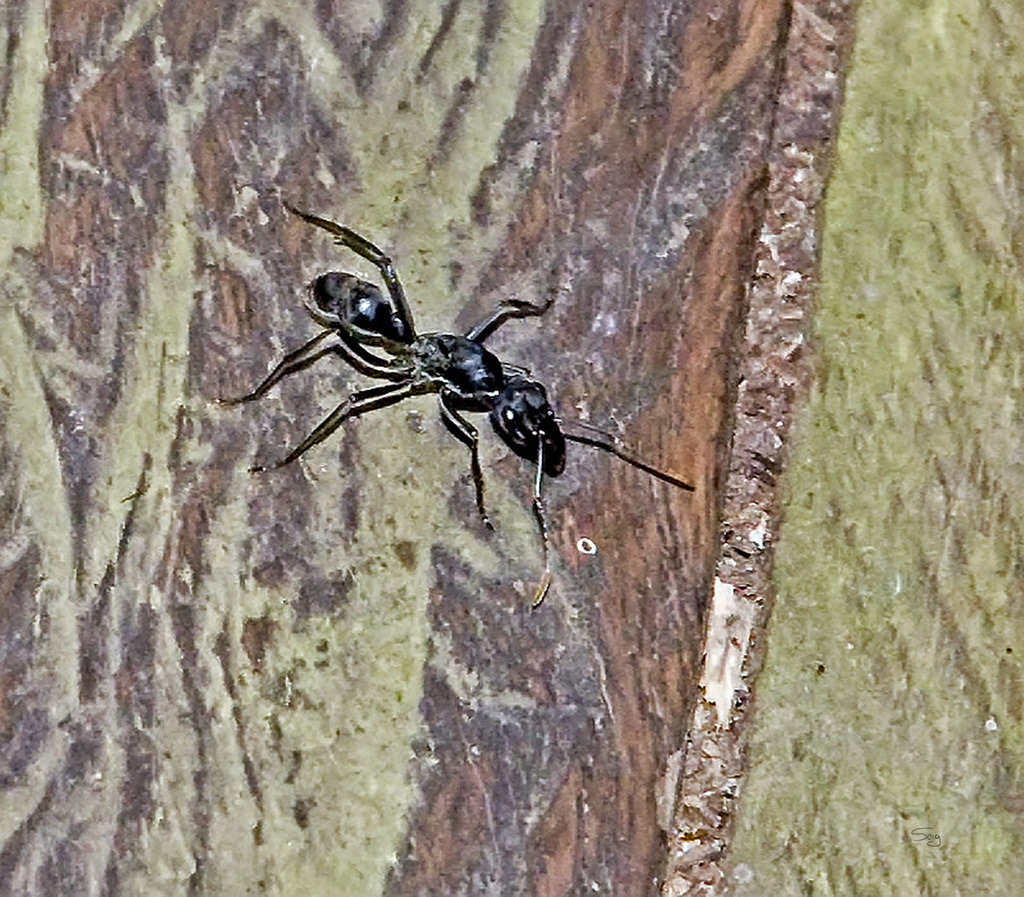 Neoponera apicalis -- Bullet (Conga) Ant Paraponera clavata at Sacha Lodge, Ecuador