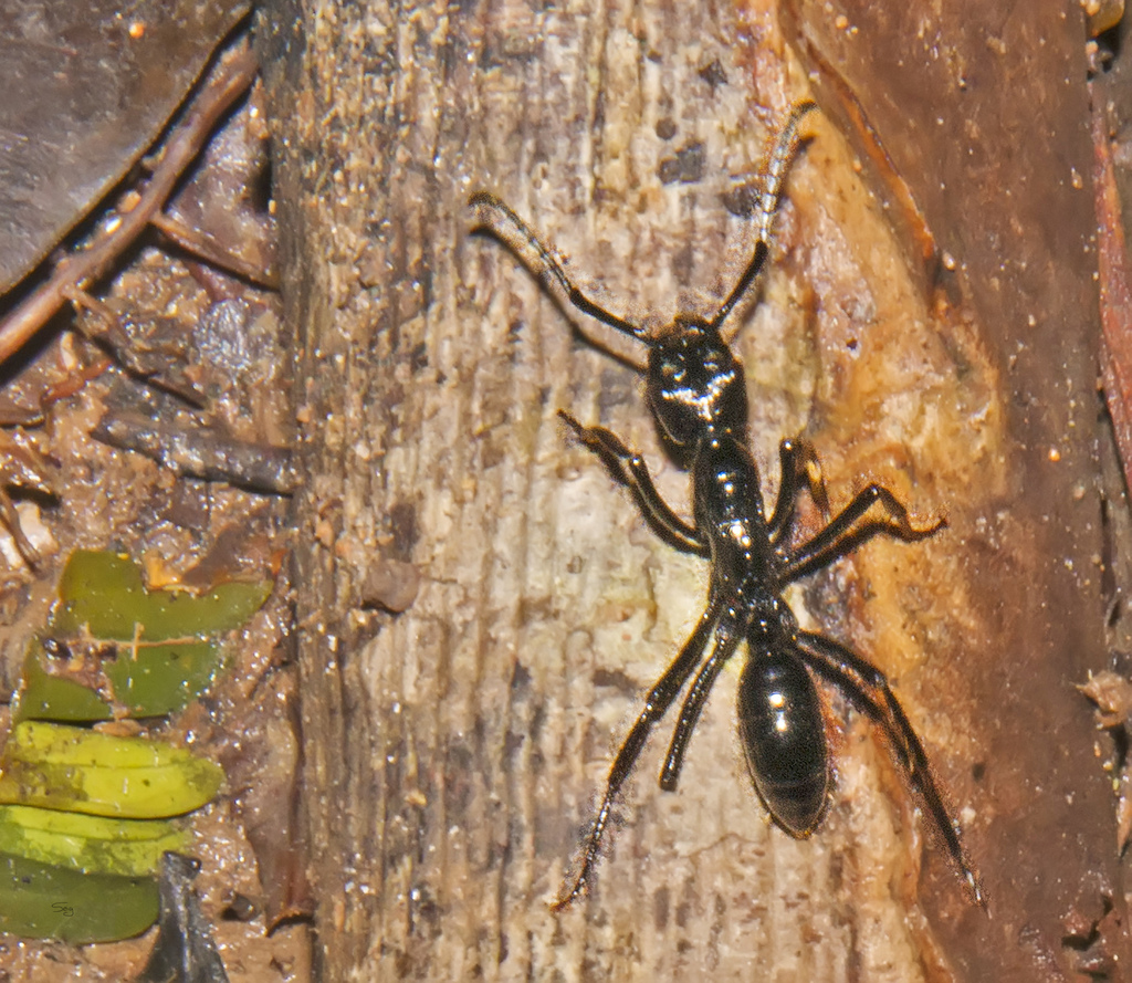 Neoponera commutata -- Bullet Ant Paraponera clavata in the Upper Amazon in Peru during flood season.