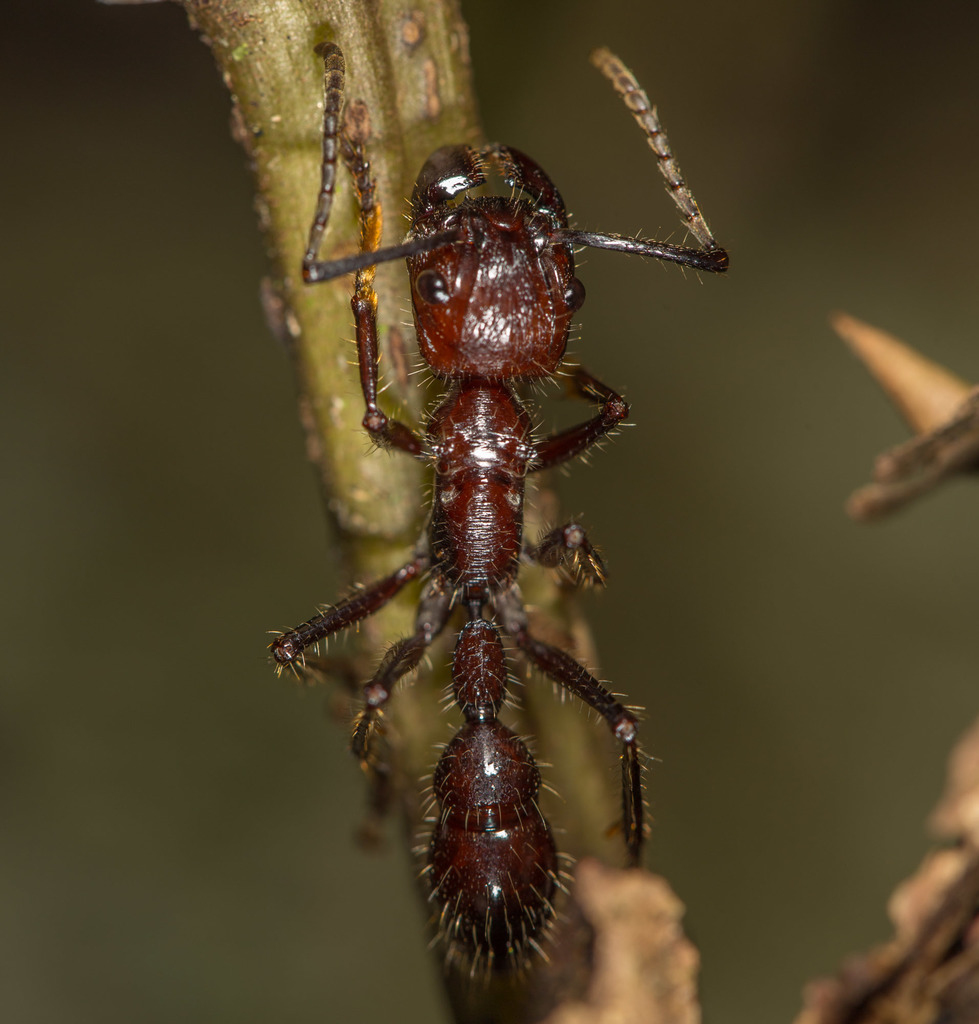 Paraponera clavata -- Bullet ant