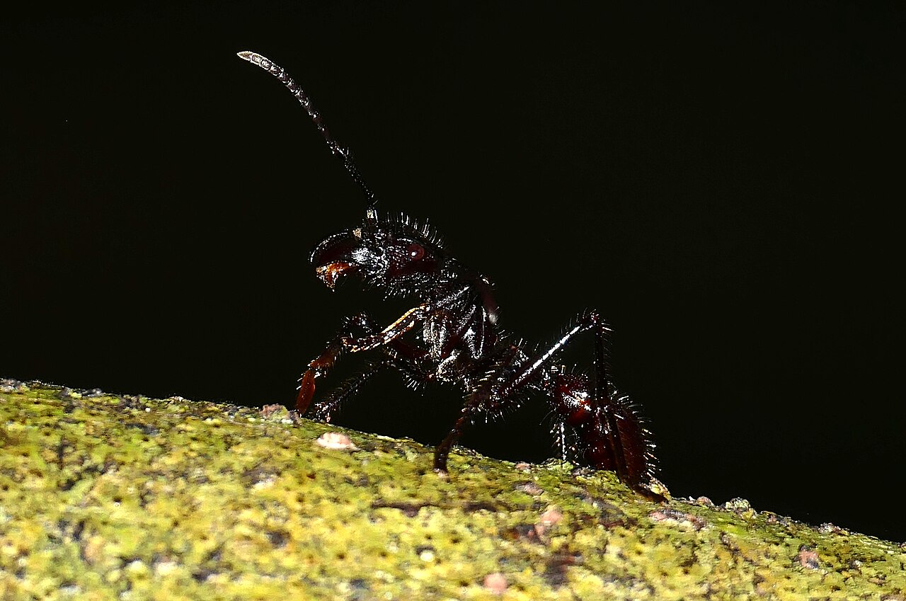 Bullet Ant (Paraponera clavata) (39222260024)