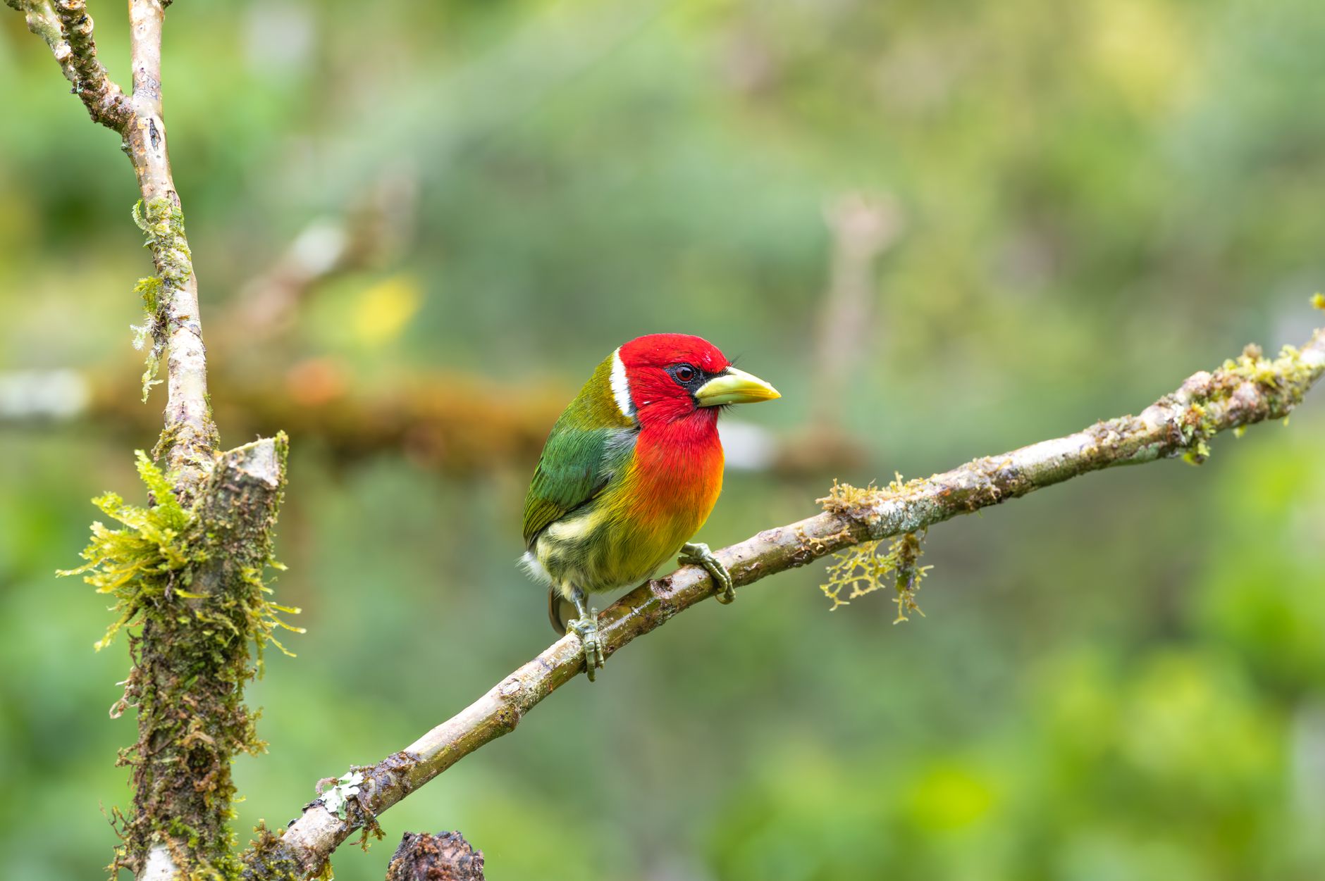 Vibrant Red-headed Barbet perched on a mossy branch in Costa Rica's lush forest.