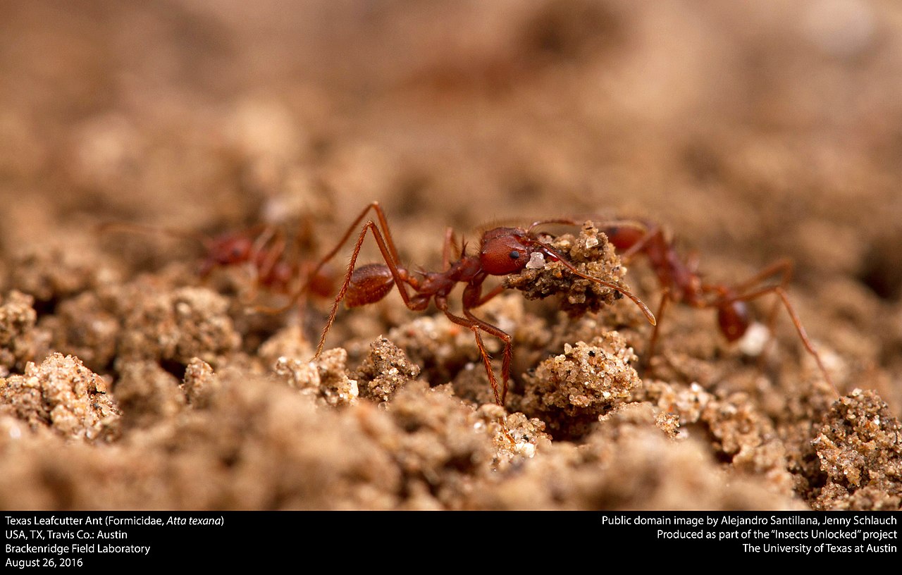 Texas Leafcutter Ants (Formicidae, Atta texana) (29196634101)