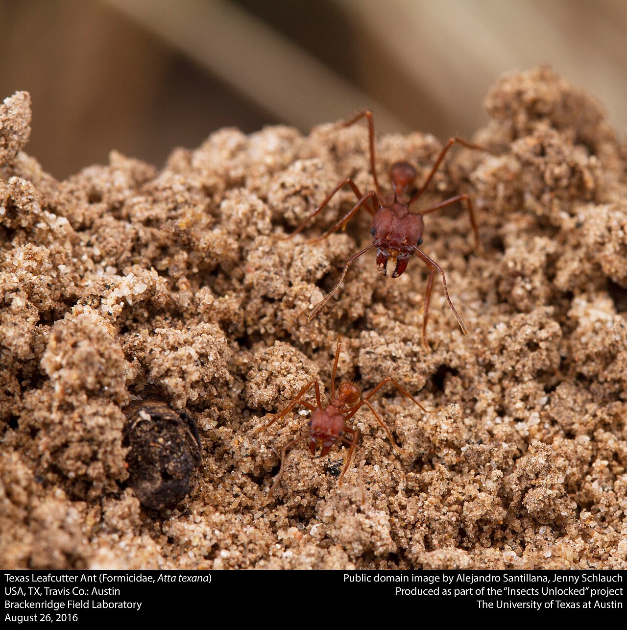 Texas Leafcutter Ants (Formicidae, Atta texana) (29241223756)