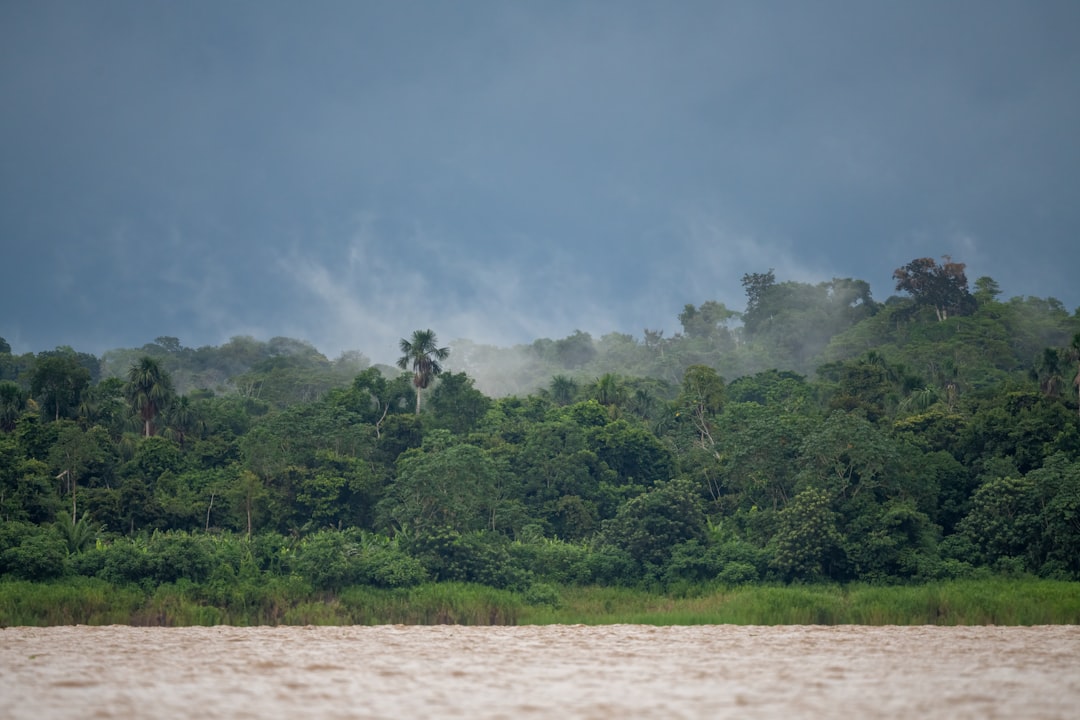 Misty rainforest canopy under a stormy sky in the peruvian amazon 
