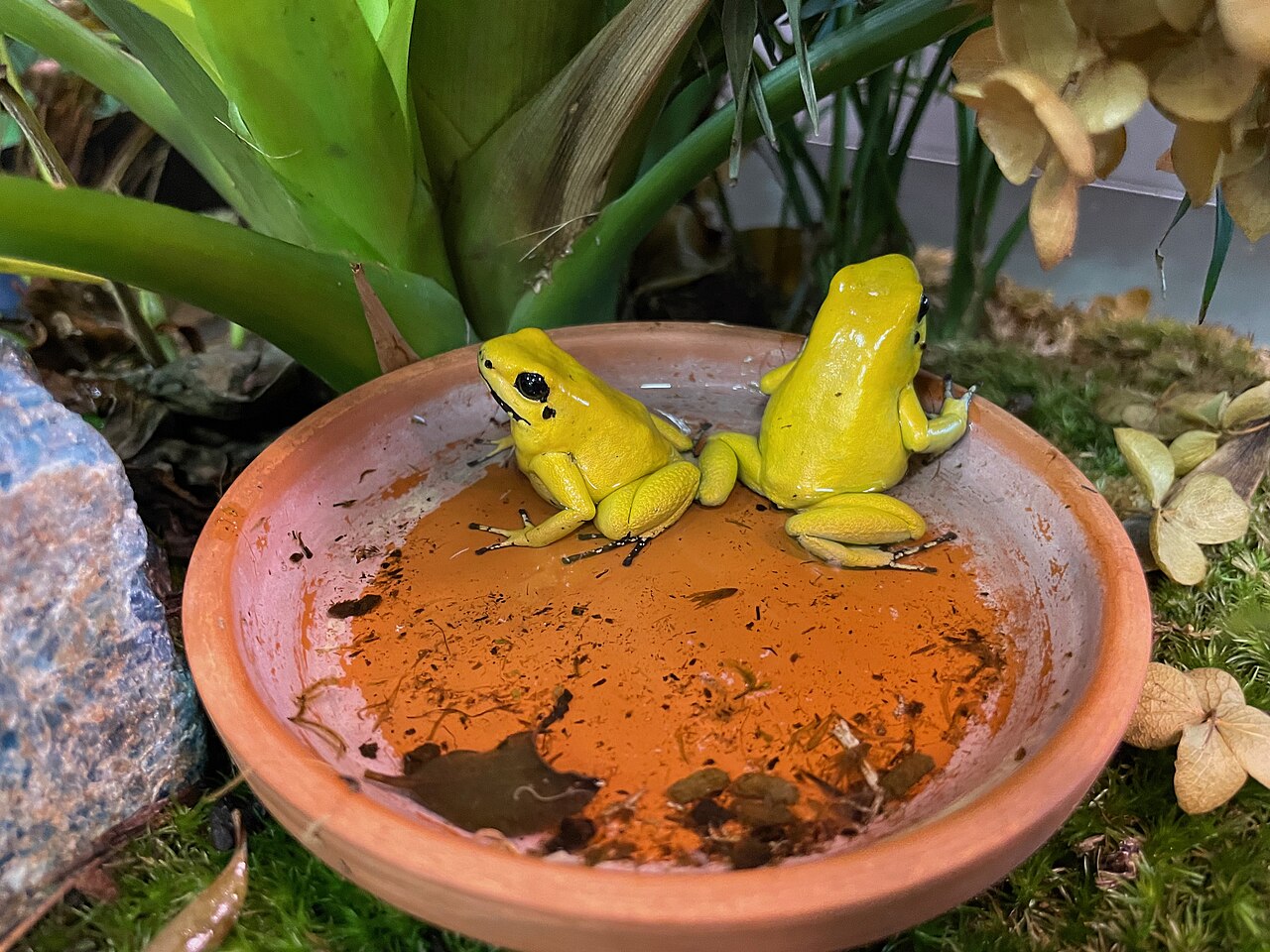 Golden poison frog (Phyllobates terribilis), Entomica 3