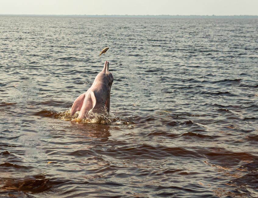 Amazon pink river dolphin leaping from the water in Novo Airao, Brazil