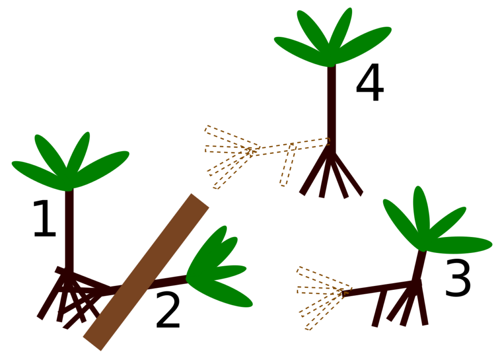 Socratea diagram