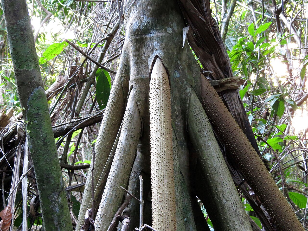 Walking Palm - Flickr - treegrow