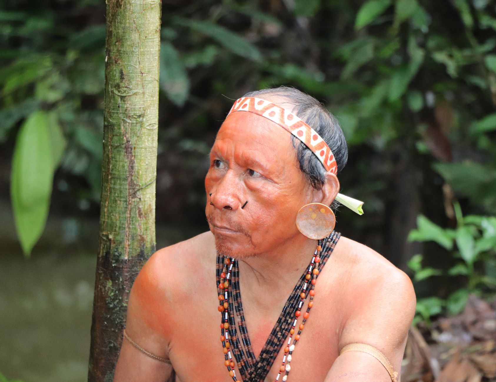 Portrait of an Amazonian tribal elder with face paint and traditional adornments in a jungle setting.